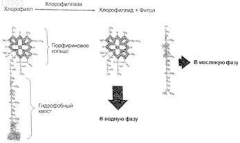 Рисунок 1
