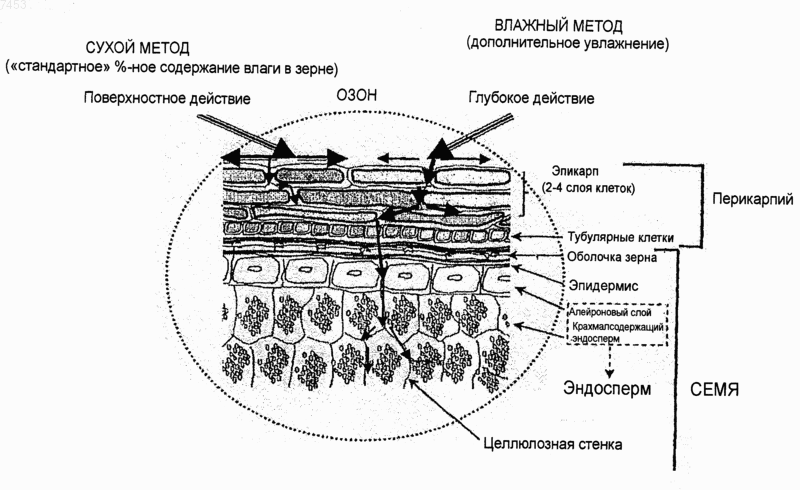 Рисунок 1